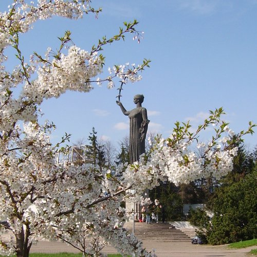 Ласточки в сакурах