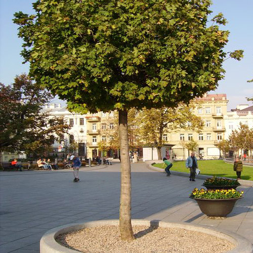 Дерево в сквере